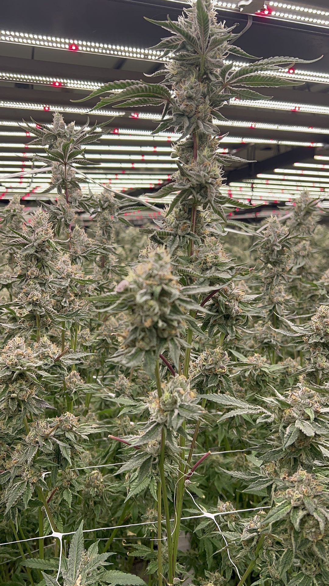 Vertical Integration